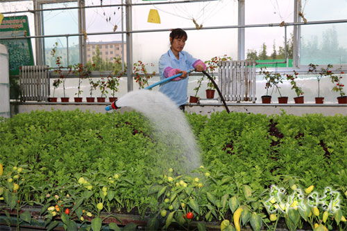 工人在武威金帆農業科技展示種植園內勞作