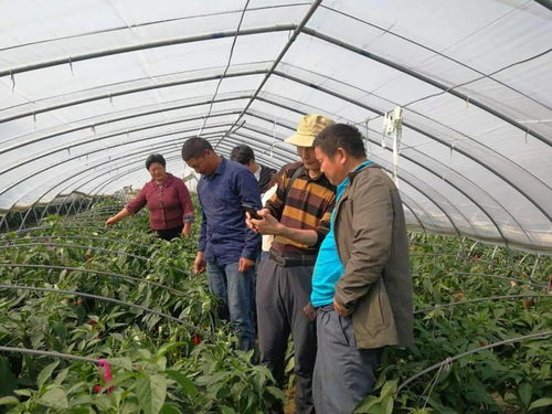 關(guān)注 綠色高地 科技導(dǎo)航 我區(qū)推動科技農(nóng)業(yè)發(fā)展邁進 快車道