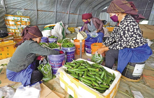 讓鄉(xiāng)村產(chǎn)業(yè)搭上電商快車