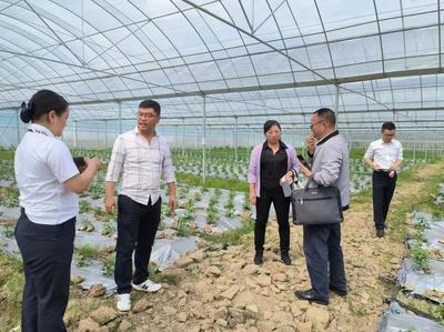 獨山紫林山國家森林公園管理處 組織相關部門到廣州黔港農業發展基長辣椒產業種植基地開展服務工作