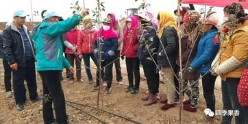 冬剪技能培訓,群英薈萃實戰 白水縣四季香農業科技服務公司