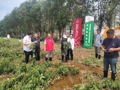 河南省科技特派員奔赴生產(chǎn)一線指導農(nóng)業(yè)抗災(zāi)減災(zāi)